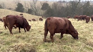 Why it’s important to have 1000 lb cattle in March mud month.