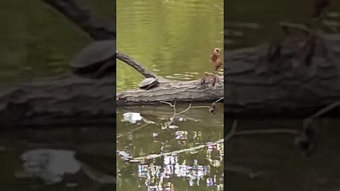 Wildlife around the Farm 🚜 series, Same Turtle 🐢 same log, different day