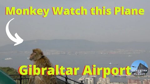 A Monkey Watching Planes Land at Gibraltar