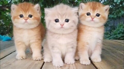 Three little Teddy kittens - Cutest Baby British kittens