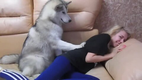 Malamute Hysterically Pesters Woman For Her Cookie