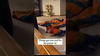 Things got too serious for this parrot #funny #pets