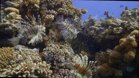 The Amazing Wildlife of the Mediterranean -Documentary