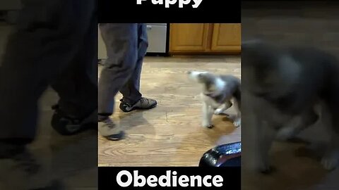 Puppy Obedience Training #puppy #obediencetraining