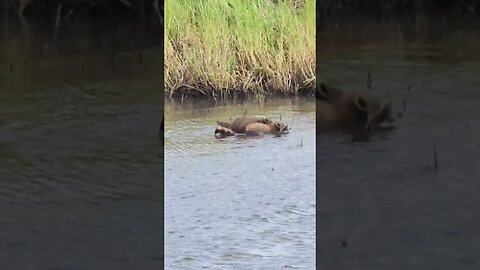 Louisiana Marsh Raccoons! #redfish #fishing #fish #flyfishing #fishingfanatics #shorts #funny