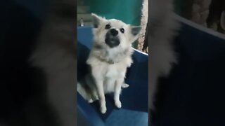 Best Funny Cute Dogs Viral Clips😹|| Best #funny Dogs #shorts Video😂|| #trending #animals #reels