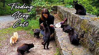 The Black Cats Just Keep Coming! - Feeding Stray Cats