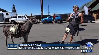 Pack burro racing world championship in Fairplay