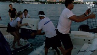 Big Dog Ranch Rescue evacuates dogs from the Bahamas on a mega yacht