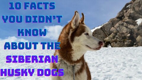 10 facts You Didn’t Know About the Siberian Husky The Dog You Could Not Resist
