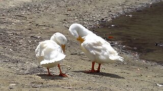 CatTV: White Ducks