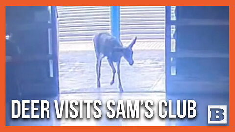 Police Chase Deer Who Wandered into California Sam's Club Store