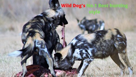 Wild Dog's No.1 Best hunting style ||