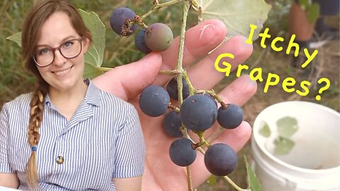 How to Make Jelly from Wild Grapes | Mustang Grapes