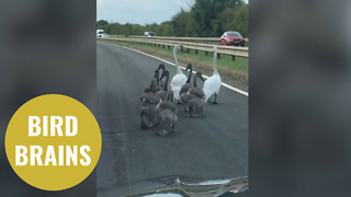 Police dashcam shows drivers being held up by a family of SWANS