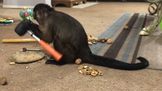 Extremely intelligent monkey uses mallet to crack nuts