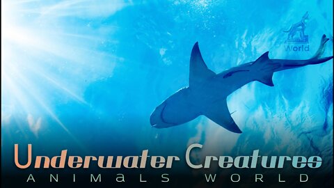 Oceans underwater creatures shark fish, Animals world colourful sea life 2022