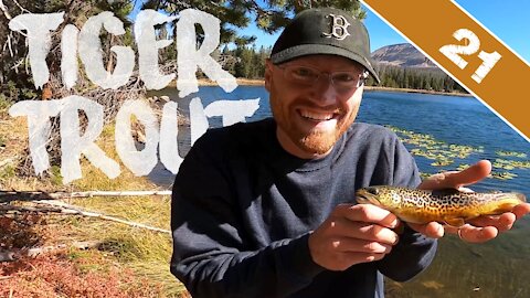 MY FIRST 20 TIGER TROUT - Utah on Fire, Part 2 of 2