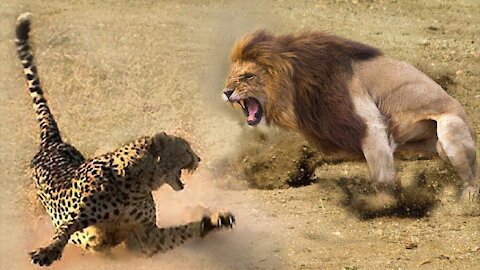 Lion vs Leopard - a fight to the death