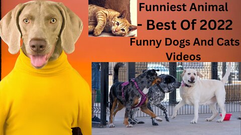 Funniest Animal - Best Of The 2022 Funny Dogs And Cats Videos