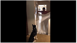 Husky has mind blown by magic trick