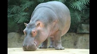 Hippo pees on zoo visitors