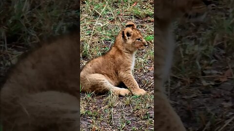 Cute Lion Cubs With Mom #shorts | #ShortsAfrica