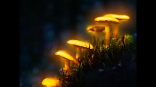 Best Mushrooms for Microdosing