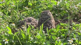 Burrowing Owl breeding and nesting season begins