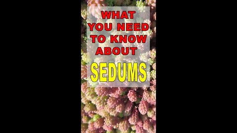 What you need to know about Sedums #shorts #sedum #succulent