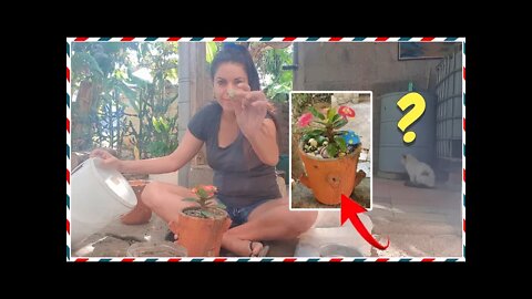 🔴 ASÍ es el PATIO DE MI CASA en Cuba| Les muestro MI JARDÍN