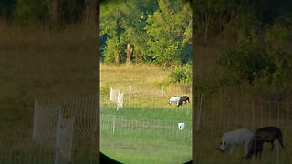 WILDCAT ON THE HOMESTEAD!? 🤯😱 #shorts #wildlife #wild animals