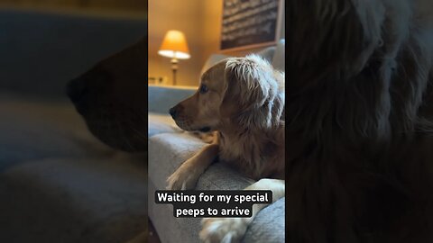 Patiently waiting for my peeps to arrive #goldenretrievers #retriever #goldens