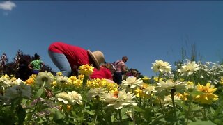 Hundreds line community garden for free flowers