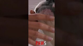 #PAWS - Finger-Licking Doggy