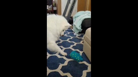 Confused dog has mind blown by squeaky toy