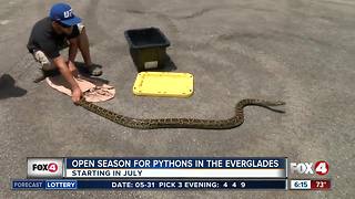 Python hunters can hunt in Everglades National Park