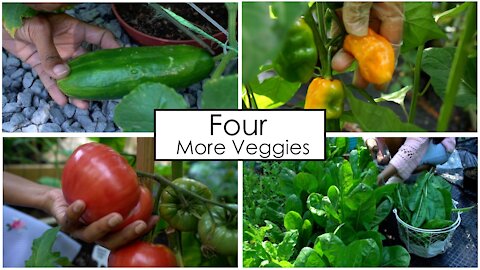 Four More Vegetables to Plant Before Spring