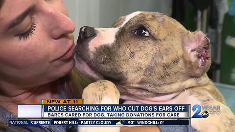 Police looking for person who cut puppy's ears off