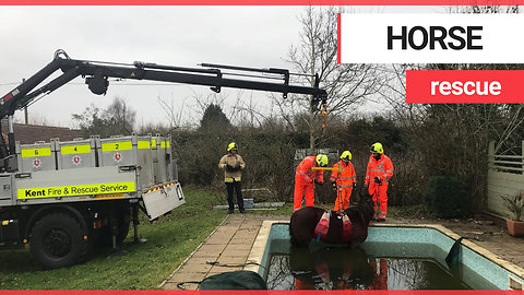 Horse winched out of swimming pool after wandering in on New Year's Eve