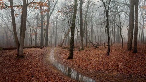 Gentle rain on a small lonely forest path in autumn