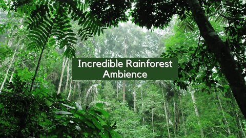 Rainforest Ambience 🌧️ Rain Sound with Birds | Relaxing Nature