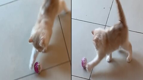 This silly kitten Playing with ball like a Professional