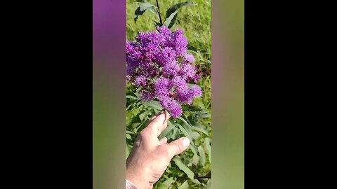 Ironweed Is Medicinal - Check This Out