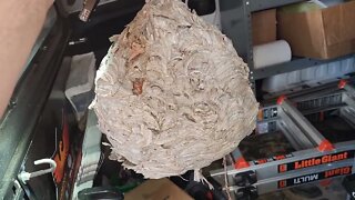 Hornet nest removal