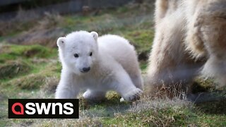 Adorable footage shows UK’s youngest polar bear cub taking first steps outside