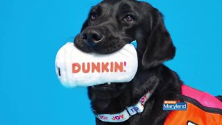 Dunkin - Dog Toys