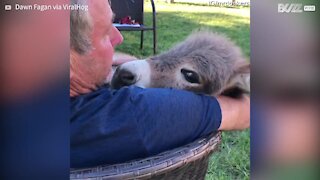 Adorable moment man sings lullaby to donkey
