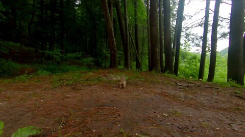 Chipmunks + BlueJays Forest Sounds - Ambient Solitude