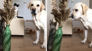 Cats try to frame dog for knocking over vase